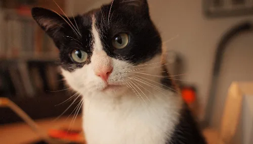 Cloudlinux 10 Kat Performans görseli